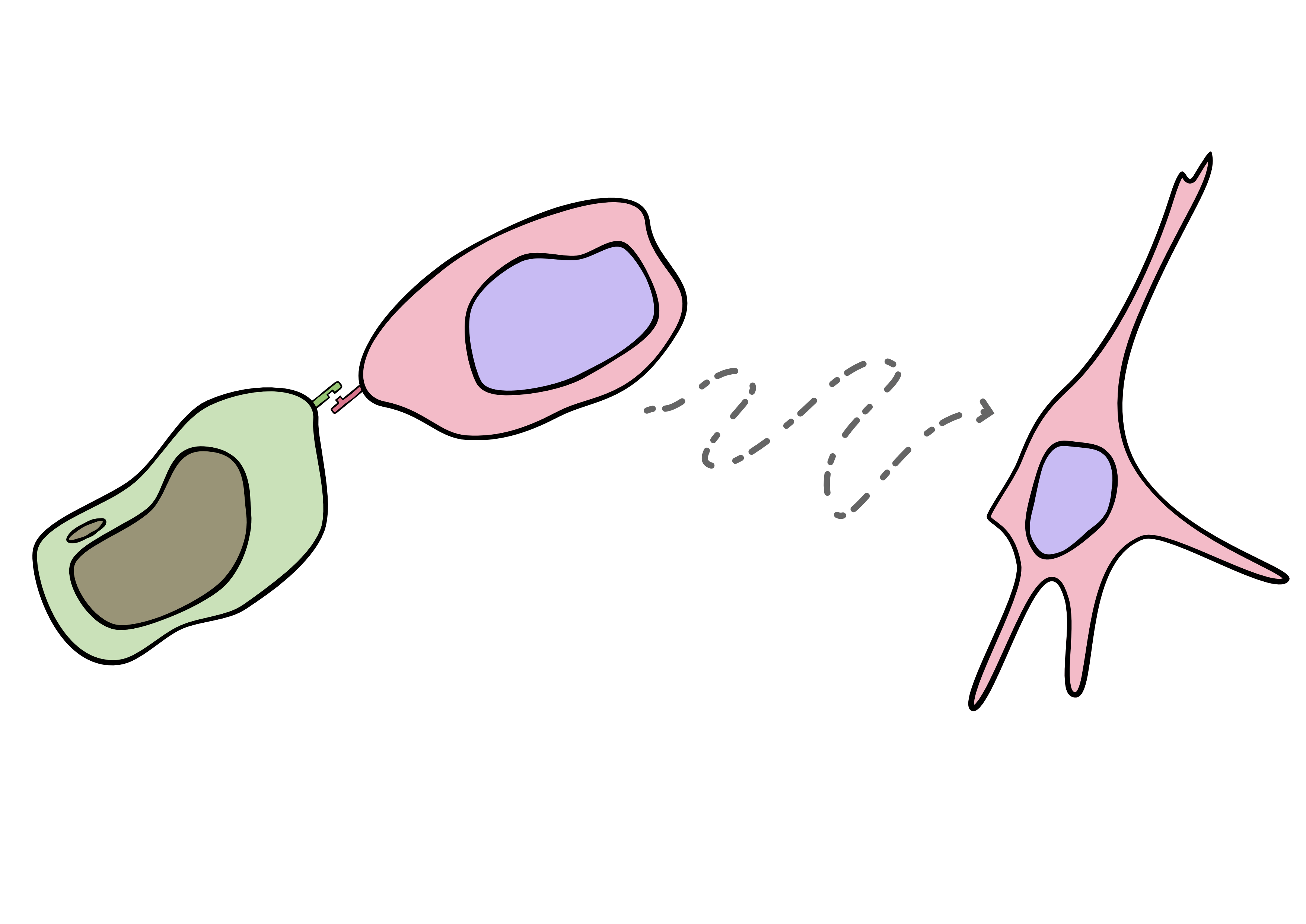 Recording cell-cell communications.